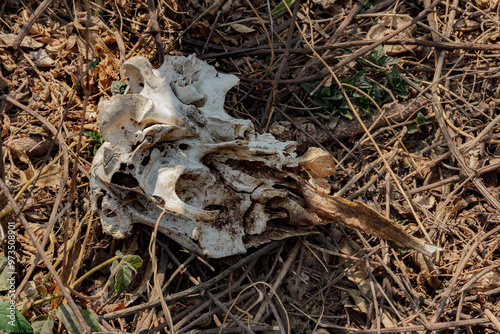 Photos Primer plano detallado de huesos de animal fragmentado descansando entre maleza