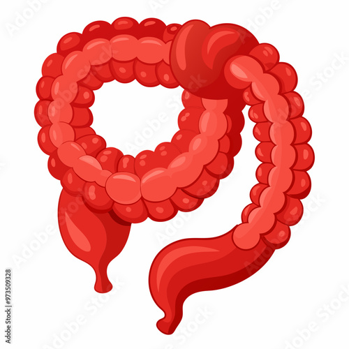 human-large-intestine
