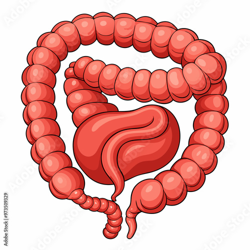 human-large-intestine