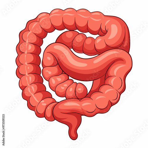 human-large-intestine