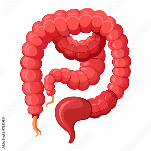 human-large-intestine