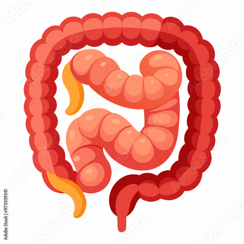 human-large-intestine