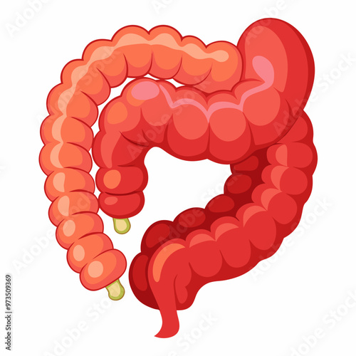human-large-intestine