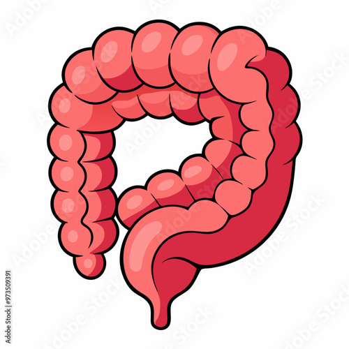 human-large-intestine