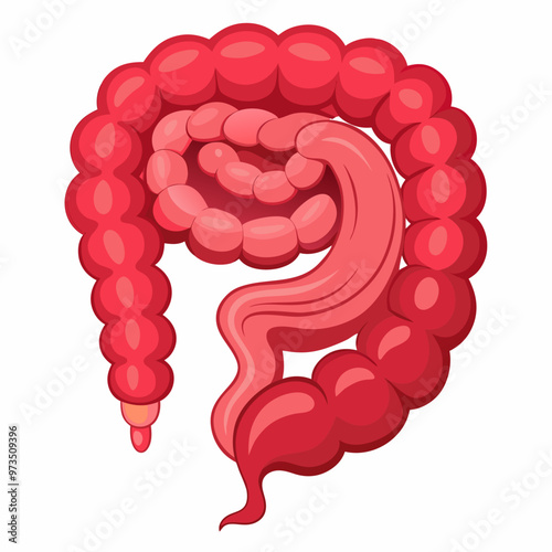 human-large-intestine