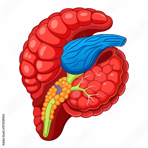 human-pancreas