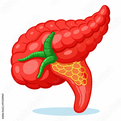 human-pancreas