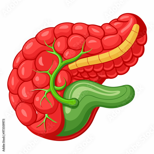 human-pancreas