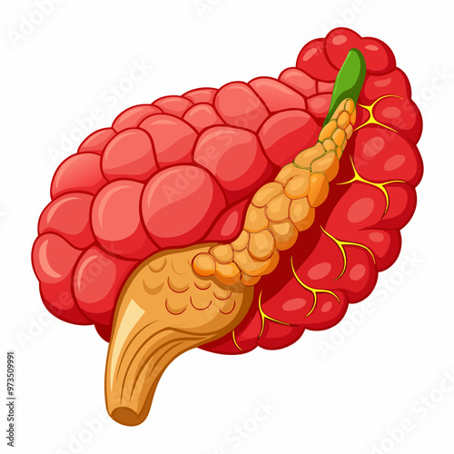 human-pancreas