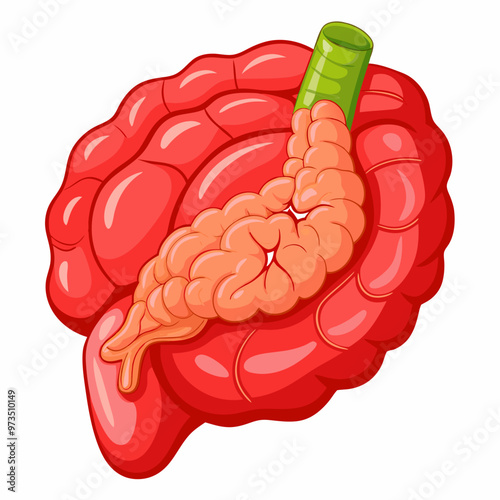 human-pancreas