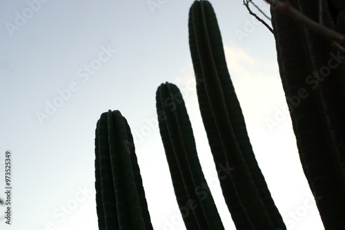 silhouette of a saguaro cactus in the desert against a clear sky