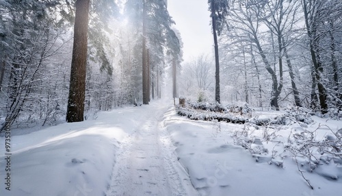 winter landscape footpath through the forest winter scenery