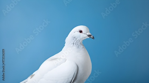 white dove on a blue sky