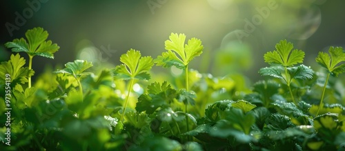 Closeup of fresh green leaves growing in natural environment showing healthy botanical foliage and plant growth in an organic ecological setting photo