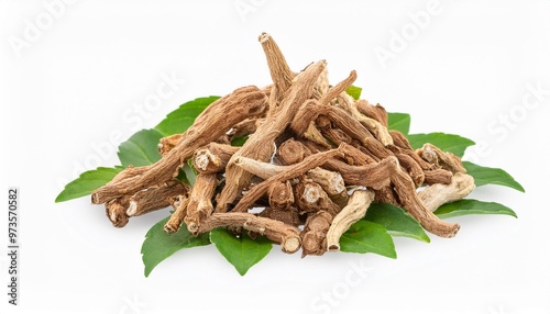 jatamansi nardostachys jatamansi ayurveda herb natural medicinal remedy ingredient isolated on a transparent background photo