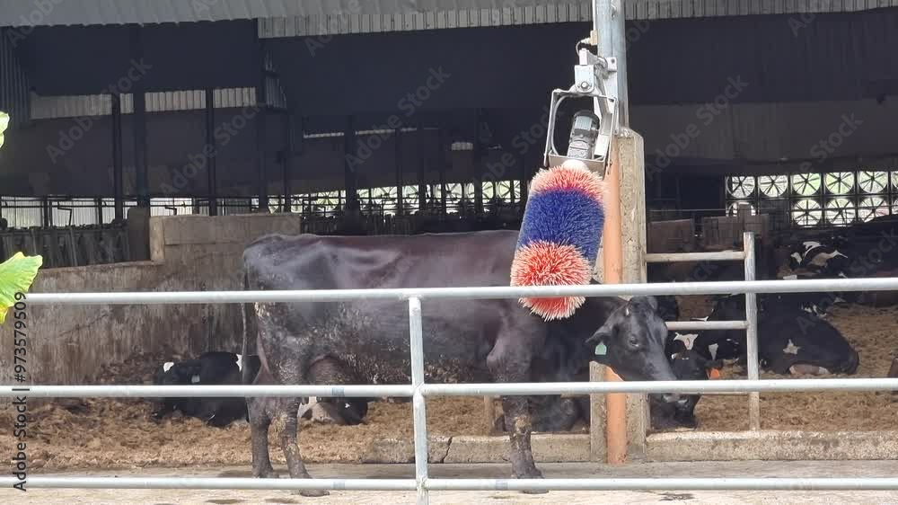 Milk cow rubbing herself against rotating mechanical brush bristle in barn to relief body itch and enjoyable body massage