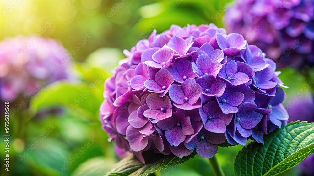 Beautiful purple hydrangea flower in full bloom, hydrangea, flower, purple, plant, garden, blooming, nature, spring, vibrant Beautiful purple hydrangea flower in full bloom, hydrangea, flower, purple, plant, garden, blooming, nature, spring, vibrant