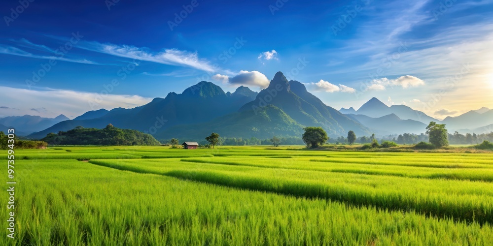 Fototapeta premium Beautiful rice field landscape with mountains and blue sky, rice field, landscape, mountains, blue sky, nature