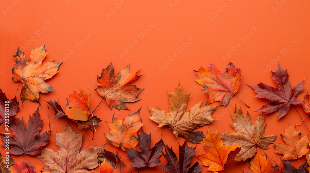 autumn leaves on the ground autumn leaves on the ground