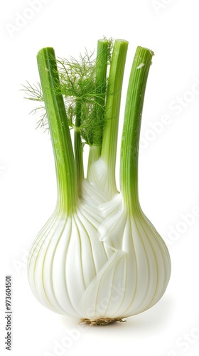 Fresh florence fennel branch isolated on white background