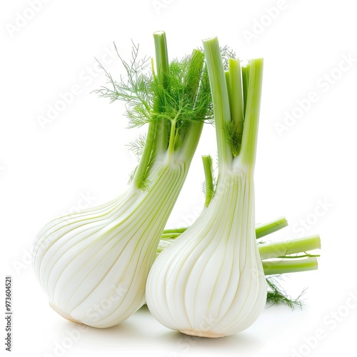 Fresh florence fennel branch isolated on white background