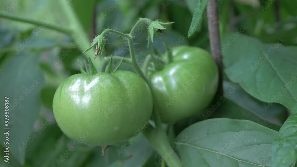Bunch of green tomatoes on bush. Growing selected tomato in greenhouse. Vegetable food production concept Bunch of green tomatoes on bush. Growing selected tomato in greenhouse. Vegetable food production concept