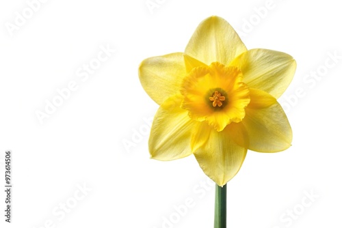 Beautiful daffodil flower reflected on white background with copy space.