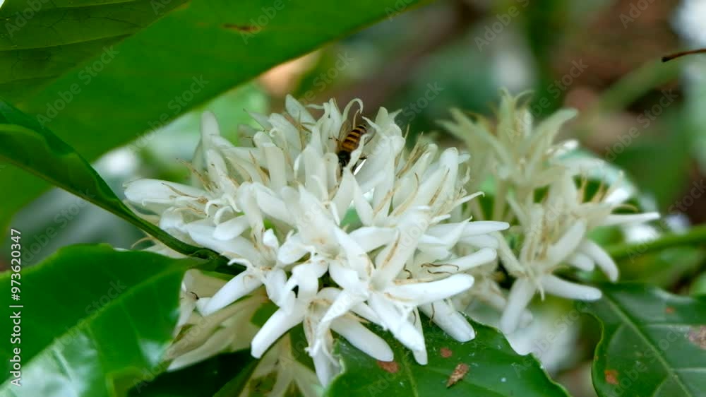 Coffee bean flowers blossom blooming on tree Coffee bean flowers blossom blooming on tree