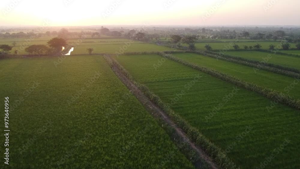 Aerial view of Green Rice Field Landscape at Sunset