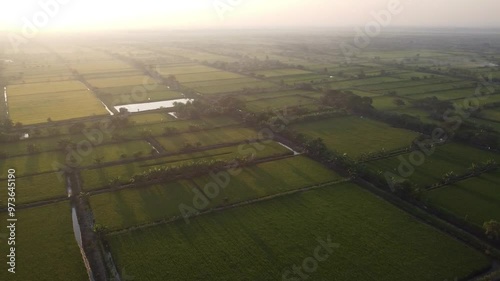 Aerial view of rice field landscape in the afternoon