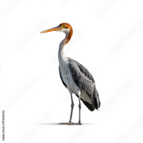 Side view of a painted stork with a long orange beak standing against a plain white background, highlighting its striking features.