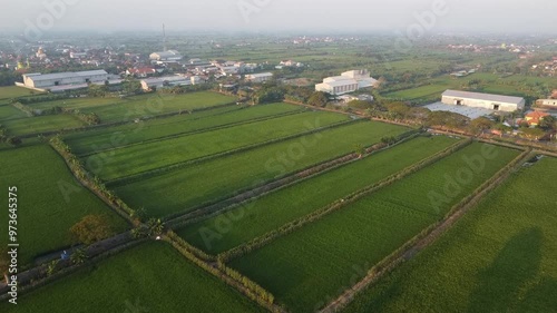 Panorama Video of Rice Field Landscape with Green Rice.