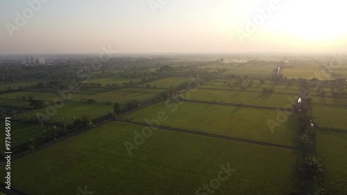 Aerial video Panorama landscape of rice fields in the afternoon.