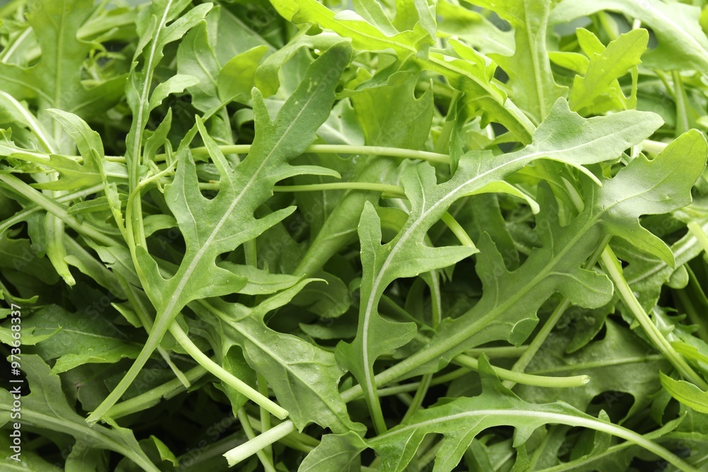 Many fresh arugula leaves as background, above view Many fresh arugula leaves as background, above view