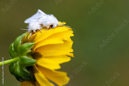 White Satin Moths, Leucoma salicis, on Coreopsis Tickseed photo