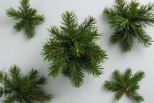 Vibrant Green Juniper Sprigs Holiday Tree Clip Art Collection