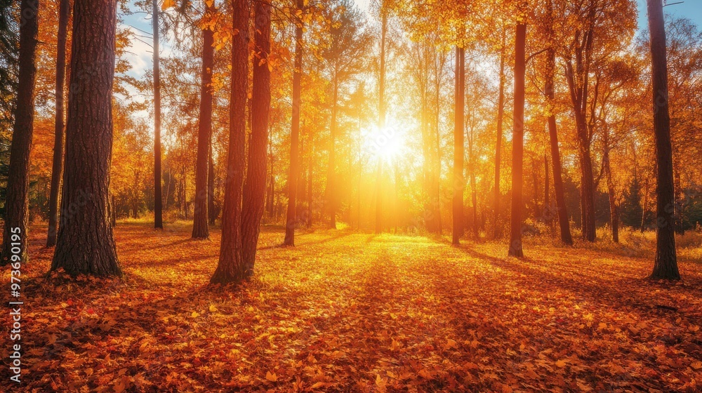 Obraz premium Golden autumn forest with sun rays breaking through the leaves.