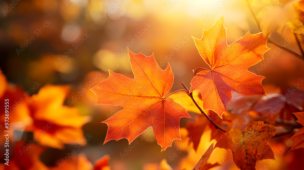Fototapeta premium close-up of vibrant orange and red maple leaves, with sunlight filtering through
