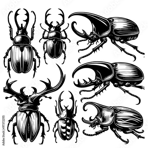 set of insects, hand drawing horn beetle illustration, set of horn beetle