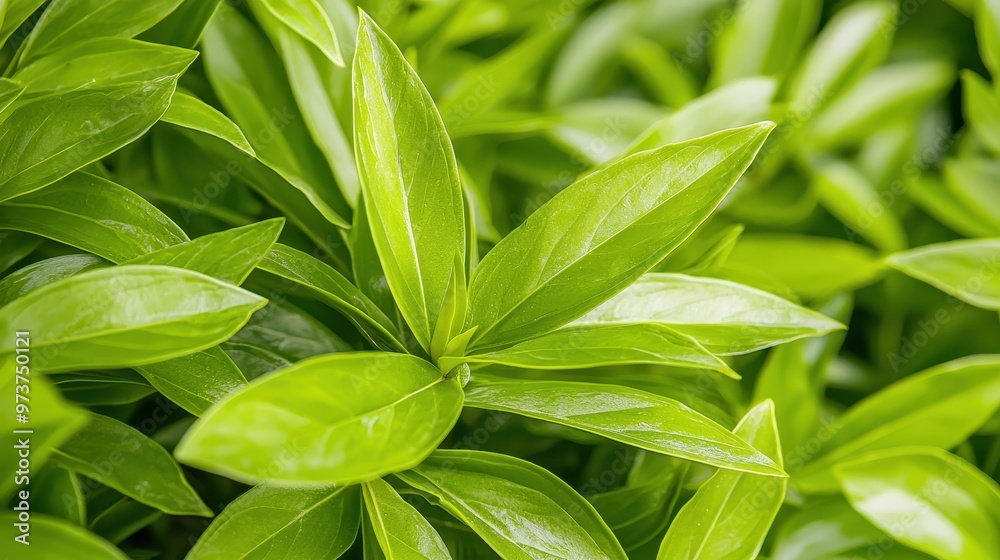 Close up Green Leaves Natural Background Texture Close up Green Leaves Natural Background Texture