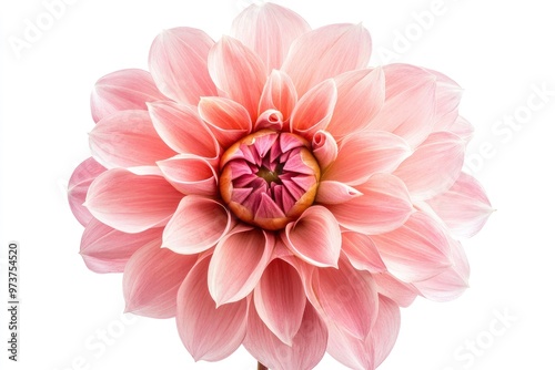 Blooming pink flower of a dahlia isolated on white background, close-up in studio , ai