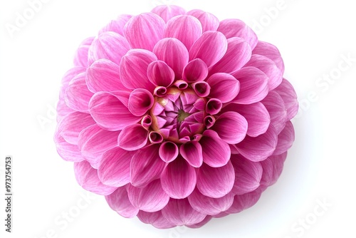 Blooming pink flower of a dahlia isolated on white background, close-up in studio , ai