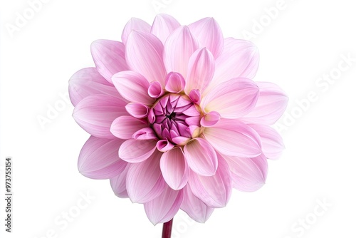 Blooming pink flower of a dahlia isolated on white background, close-up in studio , ai