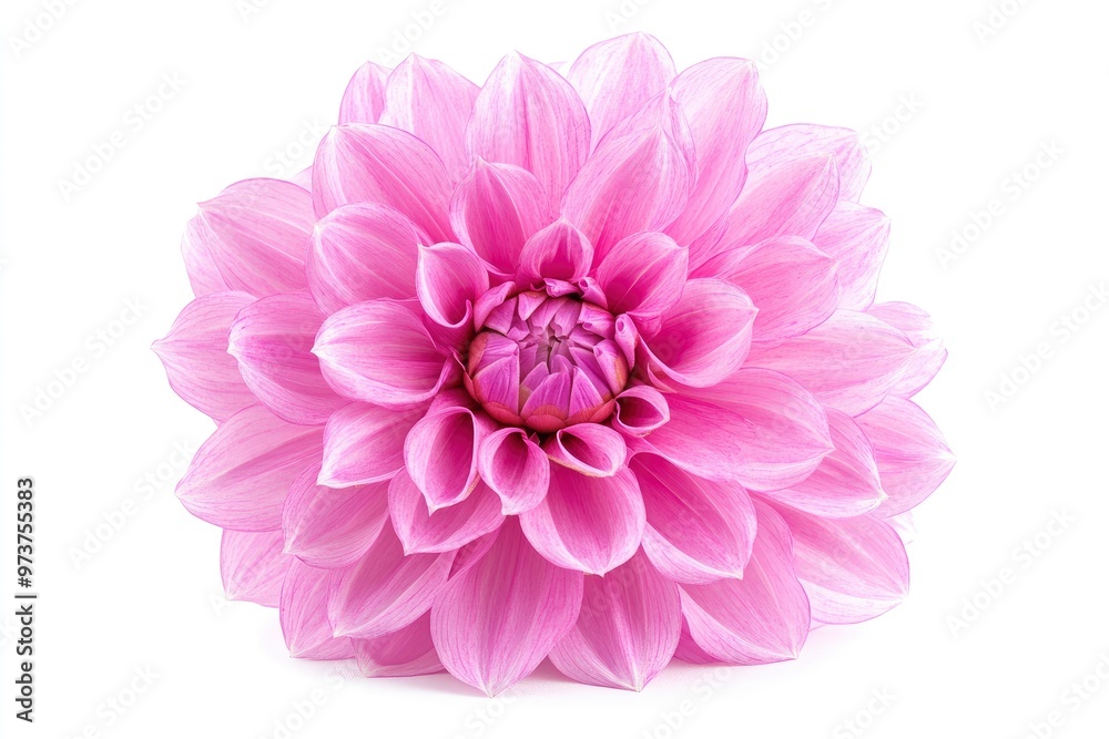 Fototapeta premium Blooming pink flower of a dahlia isolated on white background, close-up in studio , ai