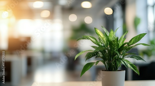 Fototapeta Naklejka Na Ścianę i Meble -  Green indoor plant in a bright modern office space