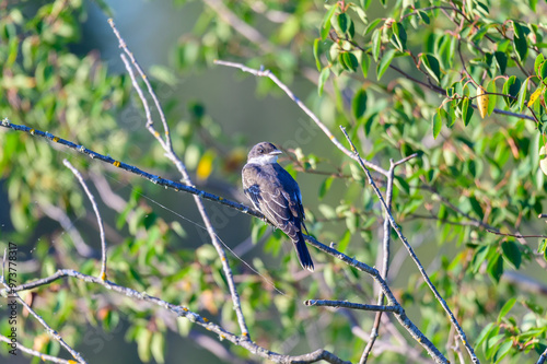 An Eastern Kingbird Perches on a Limb at Seney National Wildlife Refuge, near Seney, Michigan. photo