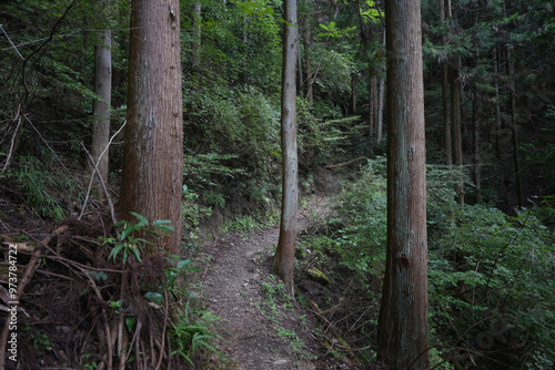 薄暗い山道