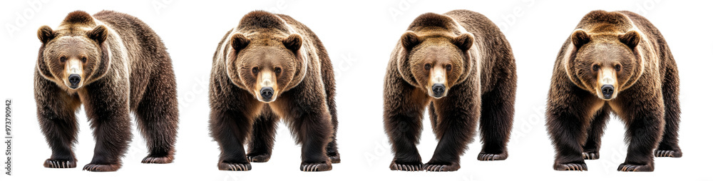 Fototapeta premium brown bear standing isolated on a transparent background.PNG