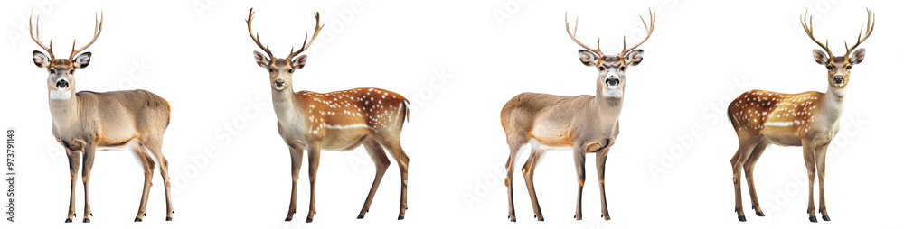 deer isolated on a transparent background.PNG deer isolated on a transparent background.PNG