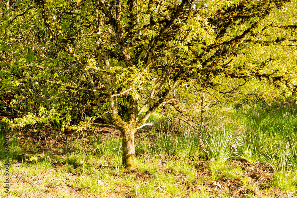 thriving tree with a thick trunk in a city park thriving tree with a thick trunk in a city park